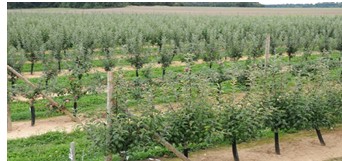 Case Study I: Apple Orchard