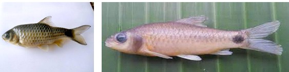 Case Study: Puntius euspilurus Fish