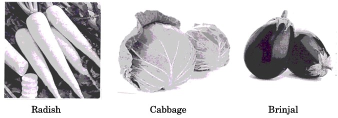 Radish, Cabbage, and Brinjal Seeds